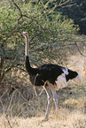 somali ostrich