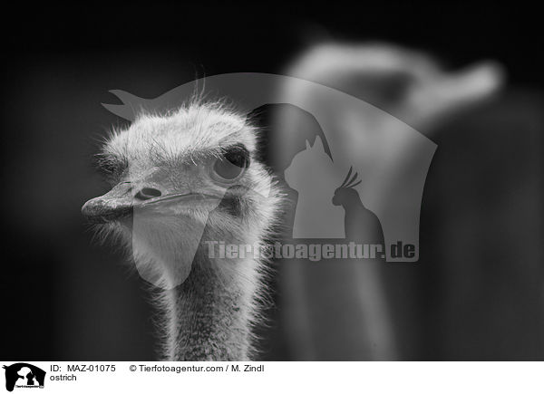 Blauhalsstrau / ostrich / MAZ-01075