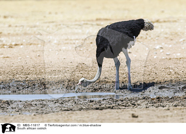 Sdafrikanischer Strau / South african ostrich / MBS-11817