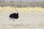 South african ostrich