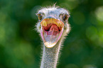 South african ostrich