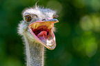 South african ostrich