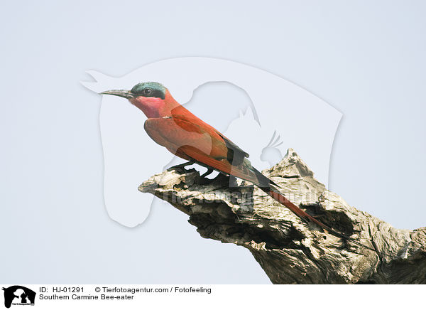 Southern Carmine Bee-eater / HJ-01291