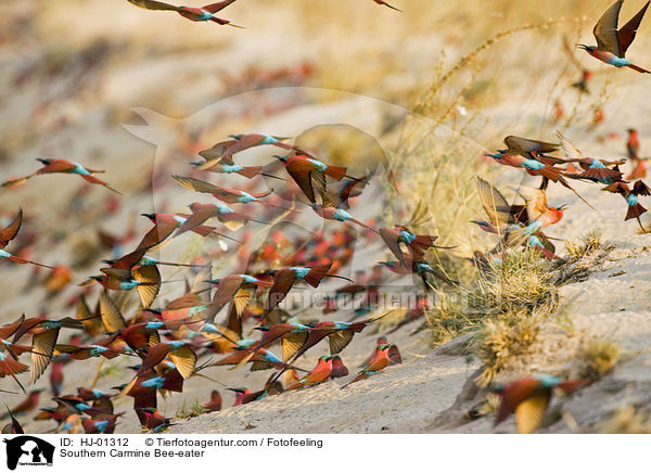 Karminspint / Southern Carmine Bee-eater / HJ-01312