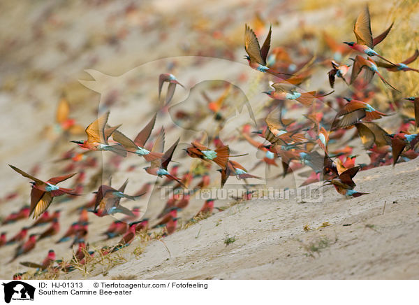 Karminspint / Southern Carmine Bee-eater / HJ-01313