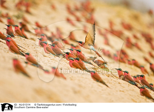 Karminspint / Southern Carmine Bee-eater / HJ-01314