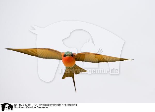 Karminspint / Southern Carmine Bee-eater / HJ-01315