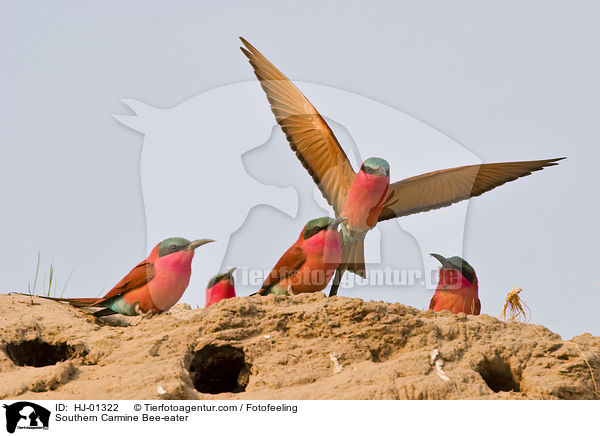 Southern Carmine Bee-eater / HJ-01322