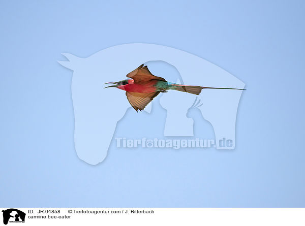 Karminspint / carmine bee-eater / JR-04858