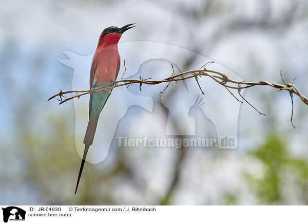 Karminspint / carmine bee-eater / JR-04930