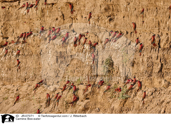 Karminspint / Carmine Bee-eater / JR-07071