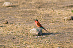 carmine bee eater