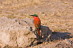carmine bee eater
