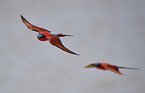 carmine bee-eater