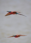 carmine bee-eater