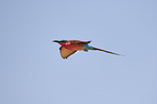 carmine bee-eater