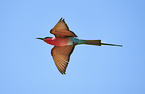 carmine bee-eater