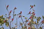 Carmine Bee-eater
