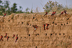 Carmine Bee-eater