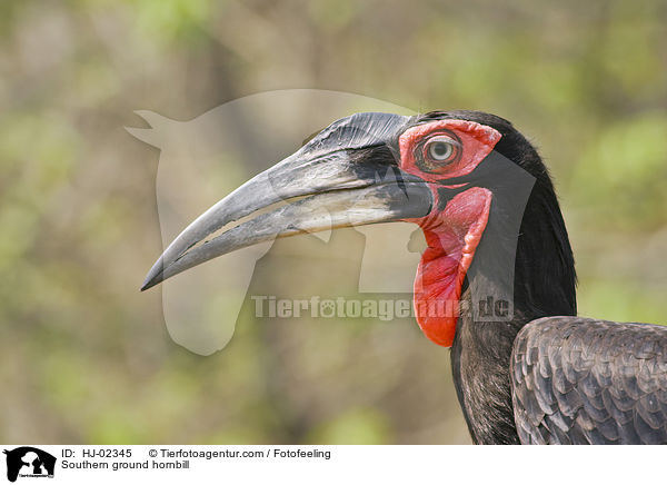 Sdlicher Hornrabe / Southern ground hornbill / HJ-02345