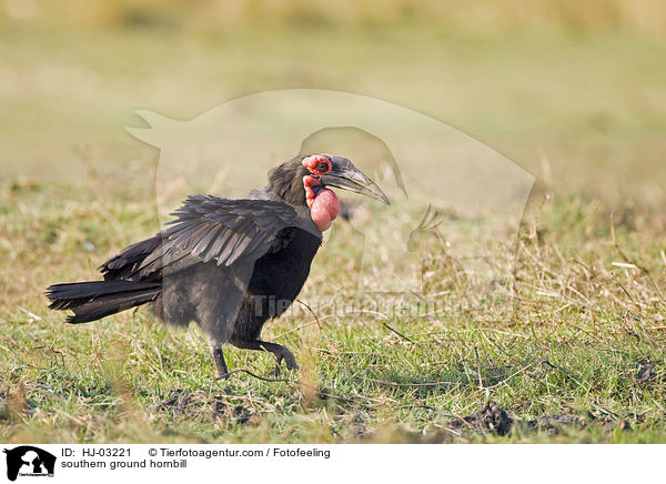 southern ground hornbill / HJ-03221