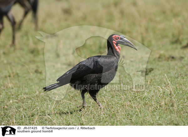 southern ground hornbill / JR-01425