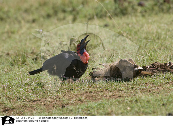 southern ground hornbill / JR-01428