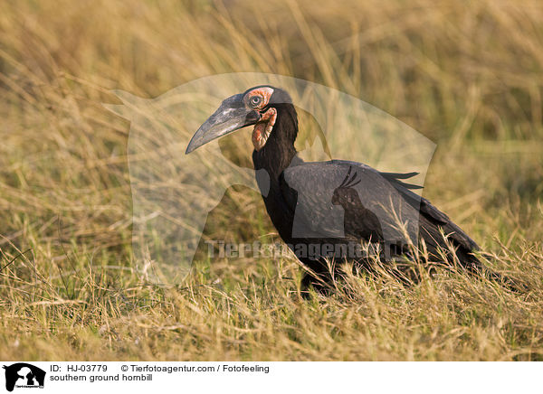 southern ground hornbill / HJ-03779