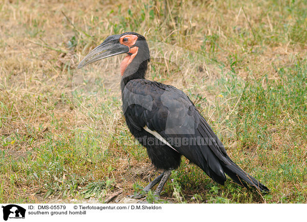 southern ground hornbill / DMS-05579