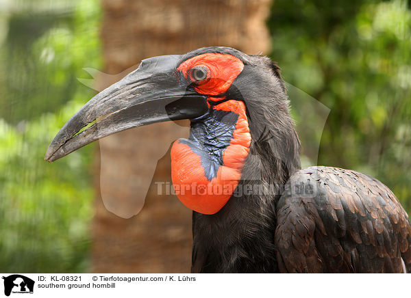 southern ground hornbill / KL-08321