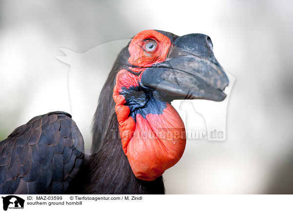 southern ground hornbill / MAZ-03599
