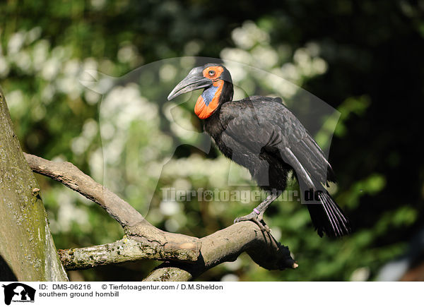 southern ground hornbill / DMS-06216