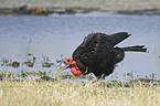 Southern ground hornbill