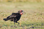southern ground hornbill