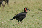 southern ground hornbill