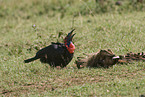 southern ground hornbill