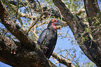 southern ground hornbill