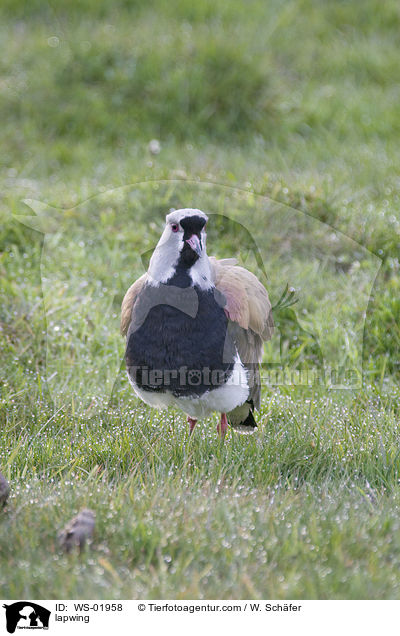 lapwing / WS-01958