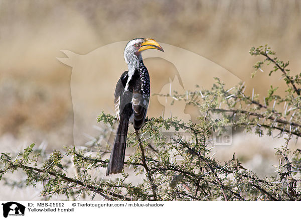 Sdlicher Gelbschnabeltoko / Yellow-billed hornbill / MBS-05992
