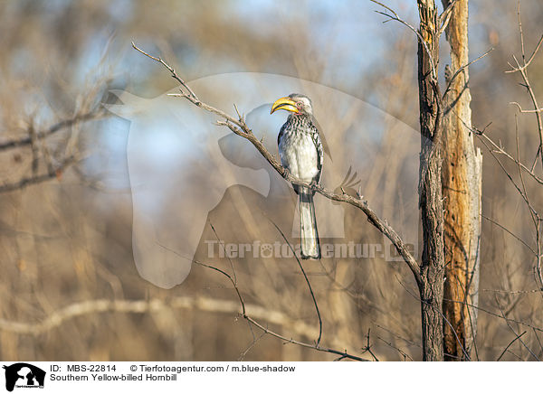 Sdlicher Gelbschnabeltoko / Southern Yellow-billed Hornbill / MBS-22814