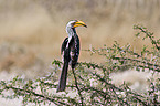 Yellow-billed hornbill