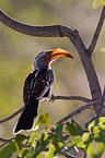 Yellow-billed hornbill