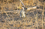 Southern Yellow-billed Hornbill