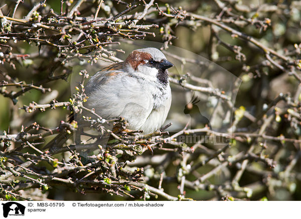 sparrow / MBS-05795