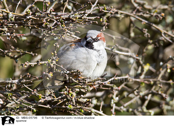 Sperling / sparrow / MBS-05796