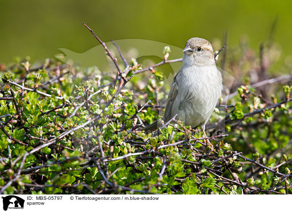 Sperling / sparrow / MBS-05797