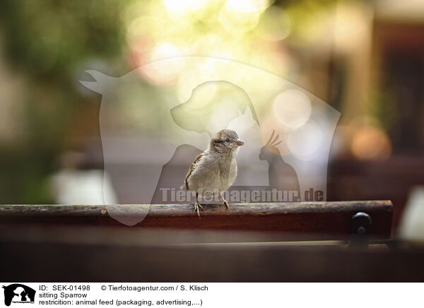 sitzender Sperling / sitting Sparrow / SEK-01498