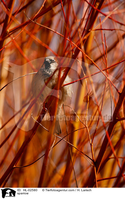 Sperling / sparrow / HL-02580