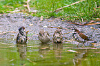 sparrows