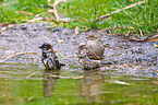sparrows